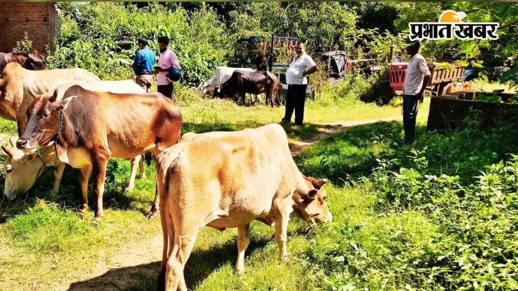 झारखंड से आते हैं, कार में भरकर मवेशी ले जाते हैं, 8 धराये