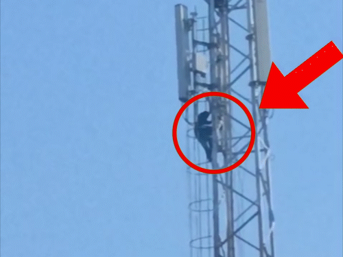 Palamu Marriage Dispute | Girl Climbs Mobile Tower Again in Manatu