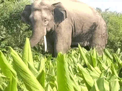 किशनगंज में हाथियों के हमले से 2 लोग घायल:एक बच्चा भी शामिल; धान की फसल रौंदी, वन विभाग और पुलिस अलर्ट