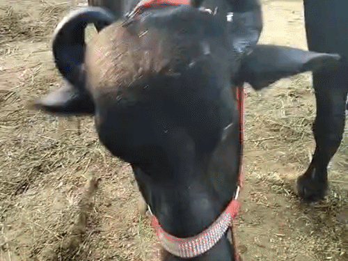 चतरा पशु मेला- नेपाल से आई 5 लाख की भैंस:वजन 350 किलोग्राम, 50 लीटर देती है दूध; विदेशी गाय ने भी लोगों का खींचा ध्यान