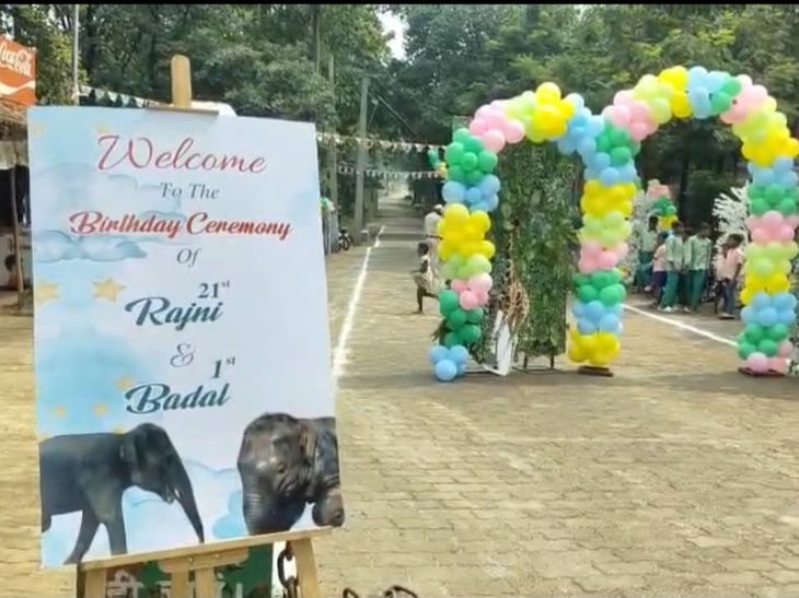 दलमा में मादा हाथी रजनी और नन्हे बादल का जन्मदिन:वन्य प्राणी सप्ताह के समापन पर इंसान-वन्यजीव के रिश्ते की दिखी खूबसूरत तस्वीर