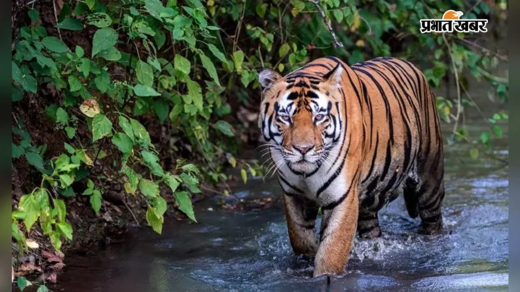 बंगाल में दहाड़ेगी बिहार की बाघिन, 'ग्रीन कॉरिडोर' से पहुंची बक्सा टाइगर रिजर्व