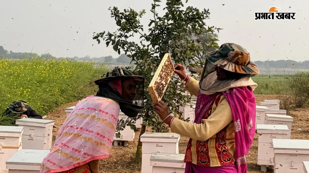 बिहार में मीठी क्रांति: मधुमक्खियों ने बदली जीविका दीदियों की तकदीर, 5 करोड़ के पार पहुंचा कारोबार