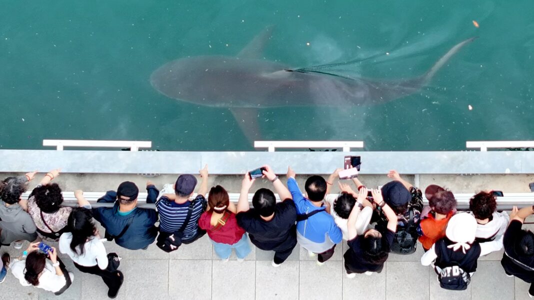 South Korea embraces shark slowly circling a canal in the country’s biggest port city